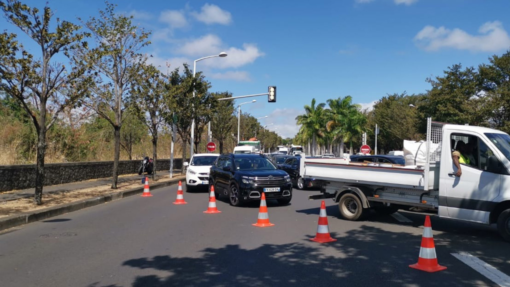 ? Deux palmiers royaux fracassés sur le Boulevard Sud