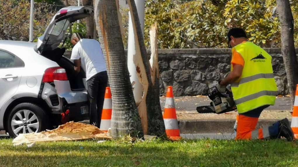? Deux palmiers royaux fracassés sur le Boulevard Sud
