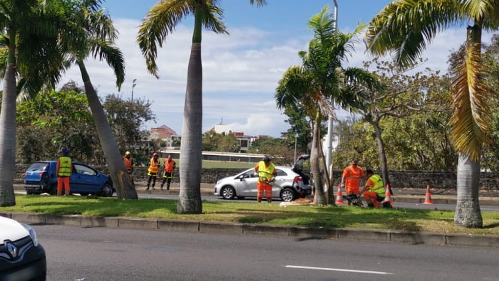 ? Deux palmiers royaux fracassés sur le Boulevard Sud