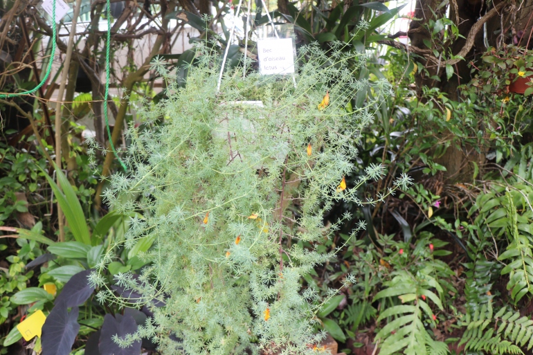 Le concours Jardins et balcons fleuris fête ses 10 ans
