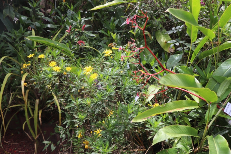 Le concours Jardins et balcons fleuris fête ses 10 ans