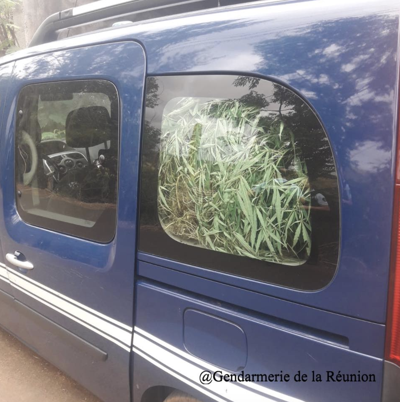 ? Deux importantes plantations de zamal découvertes chez des particuliers à St-Paul