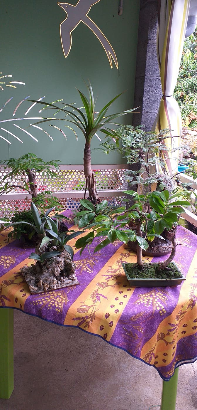 Concours Jardins et balcons fleuris : les visites continuent