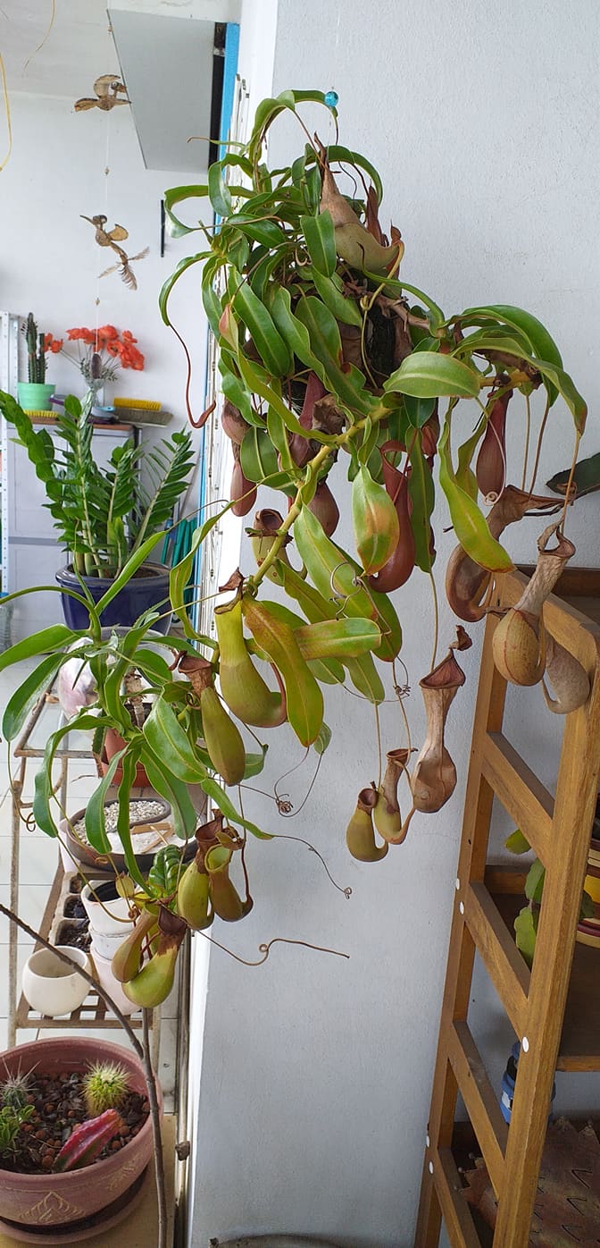 Concours Jardins et balcons fleuris : les visites continuent