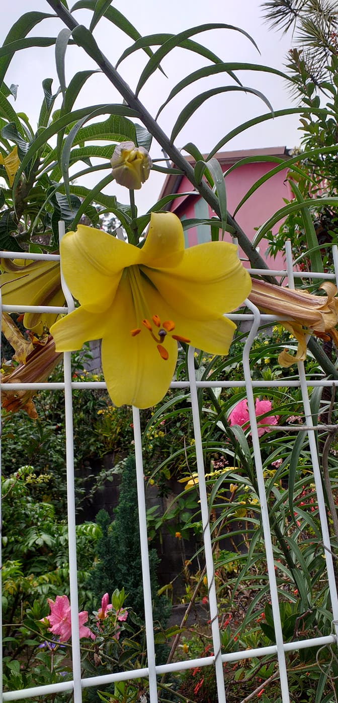 Concours Jardins et balcons fleuris : les visites continuent