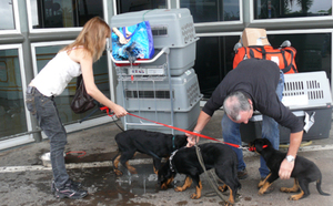 Le Beauceron, une race qui peine à retrouver sa place au soleil