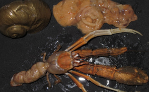 Biolave : Fin des expéditions, une pêche inespérée !