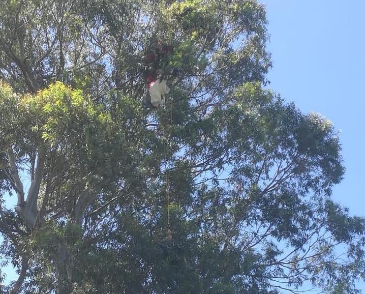Insolite: Le PGHM intervient et récupère un parapentiste dans un arbre