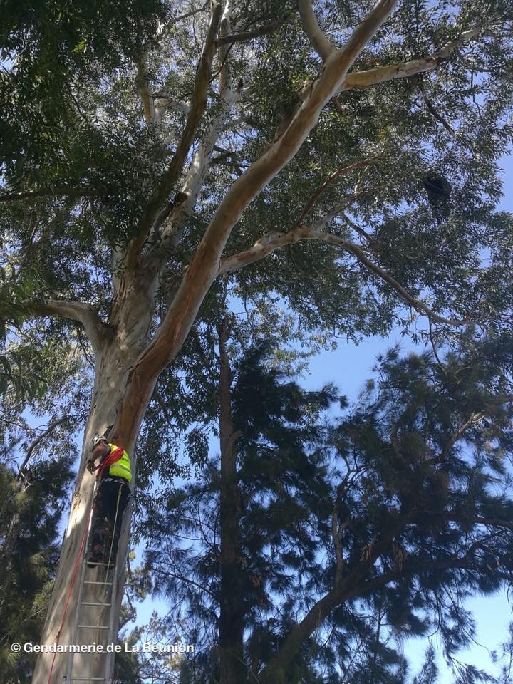Insolite: Le PGHM intervient et récupère un parapentiste dans un arbre