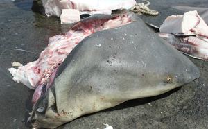Un requin bouledogue pêché au large de Saint-Gilles