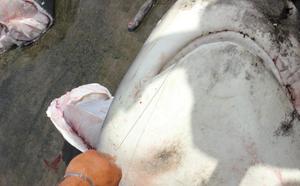 Un requin bouledogue pêché au large de Saint-Gilles
