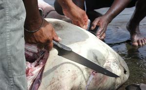 Un requin bouledogue pêché au large de Saint-Gilles