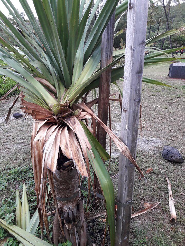 Grand'Anse: Des choux de vacoas sauvagement coupés
