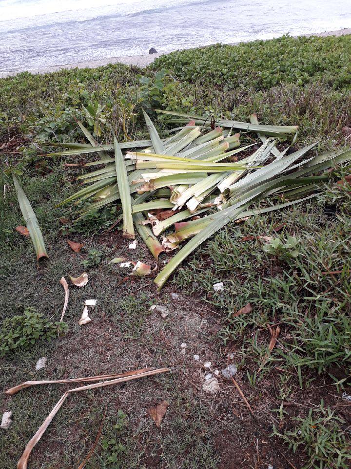 Grand'Anse: Des choux de vacoas sauvagement coupés