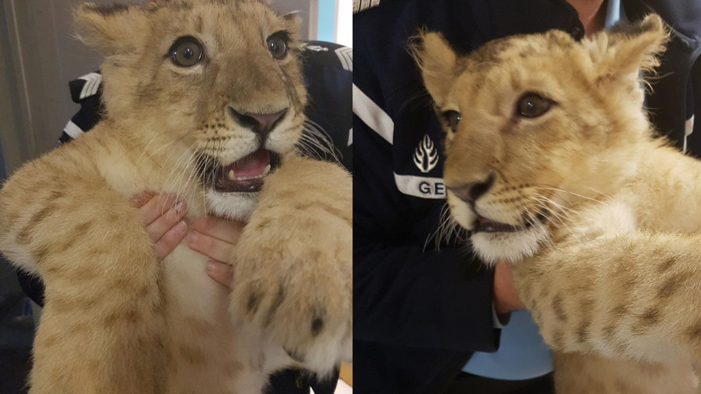 Pyrénées-Orientales : Un lionceau trouvé dans la rue par un habitant 