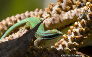 Insolite : Le Gecko vert de Manapany vole le pollen des abeilles...