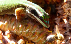 Insolite : Le Gecko vert de Manapany vole le pollen des abeilles...