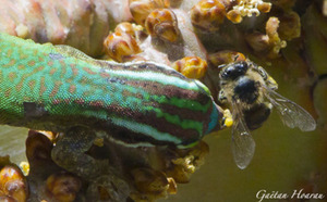Insolite : Le Gecko vert de Manapany vole le pollen des abeilles...