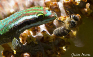 Insolite : Le Gecko vert de Manapany vole le pollen des abeilles...