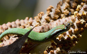 Insolite : Le Gecko vert de Manapany vole le pollen des abeilles...