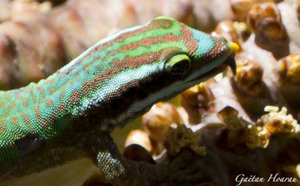 Insolite : Le Gecko vert de Manapany vole le pollen des abeilles...