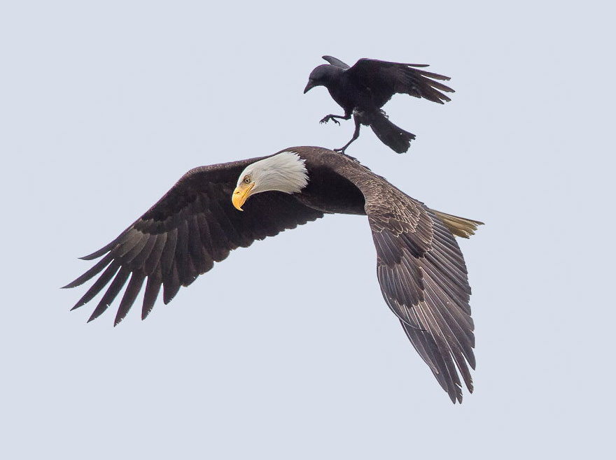 Insolite: Un corbeau atterrit sur le dos d'un aigle 