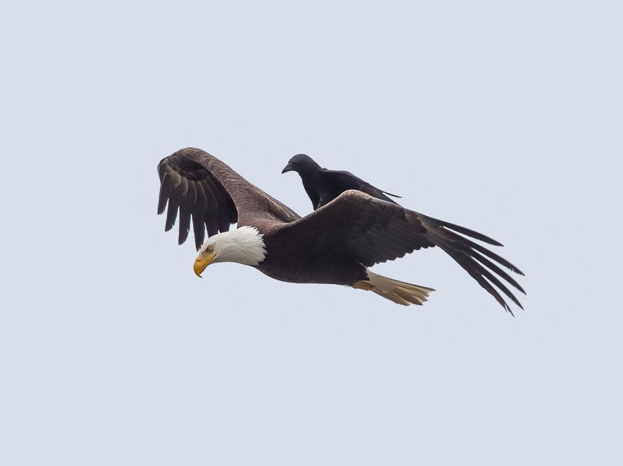 Insolite: Un corbeau atterrit sur le dos d'un aigle 