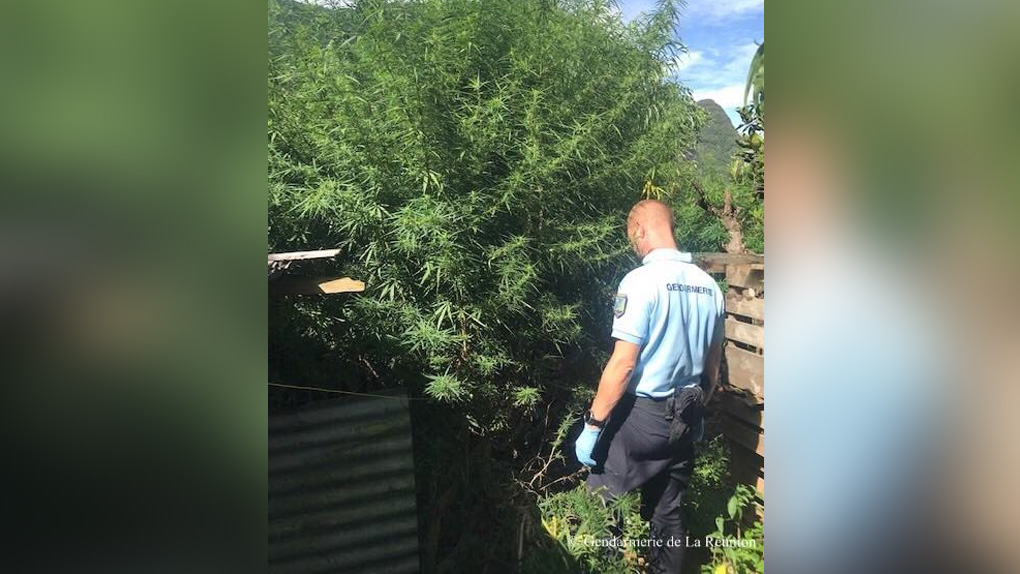 Culture indoor, pieds de plus de 2m de haut... Des plantations de zamal détruites par les gendarmes