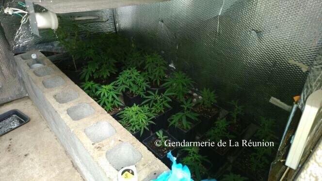 Culture indoor, pieds de plus de 2m de haut... Des plantations de zamal détruites par les gendarmes
