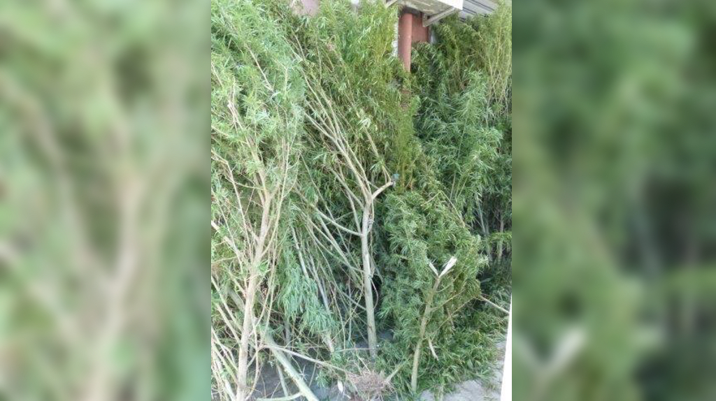 St-André: Une centaine de pieds de zamal saisis par la police