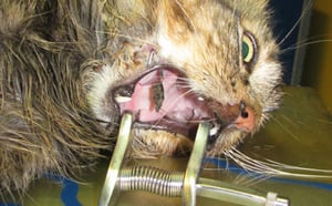 Chats porteurs d'hameçons : Accident, appât ou maltraitance?