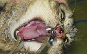 Chats porteurs d'hameçons : Accident, appât ou maltraitance?