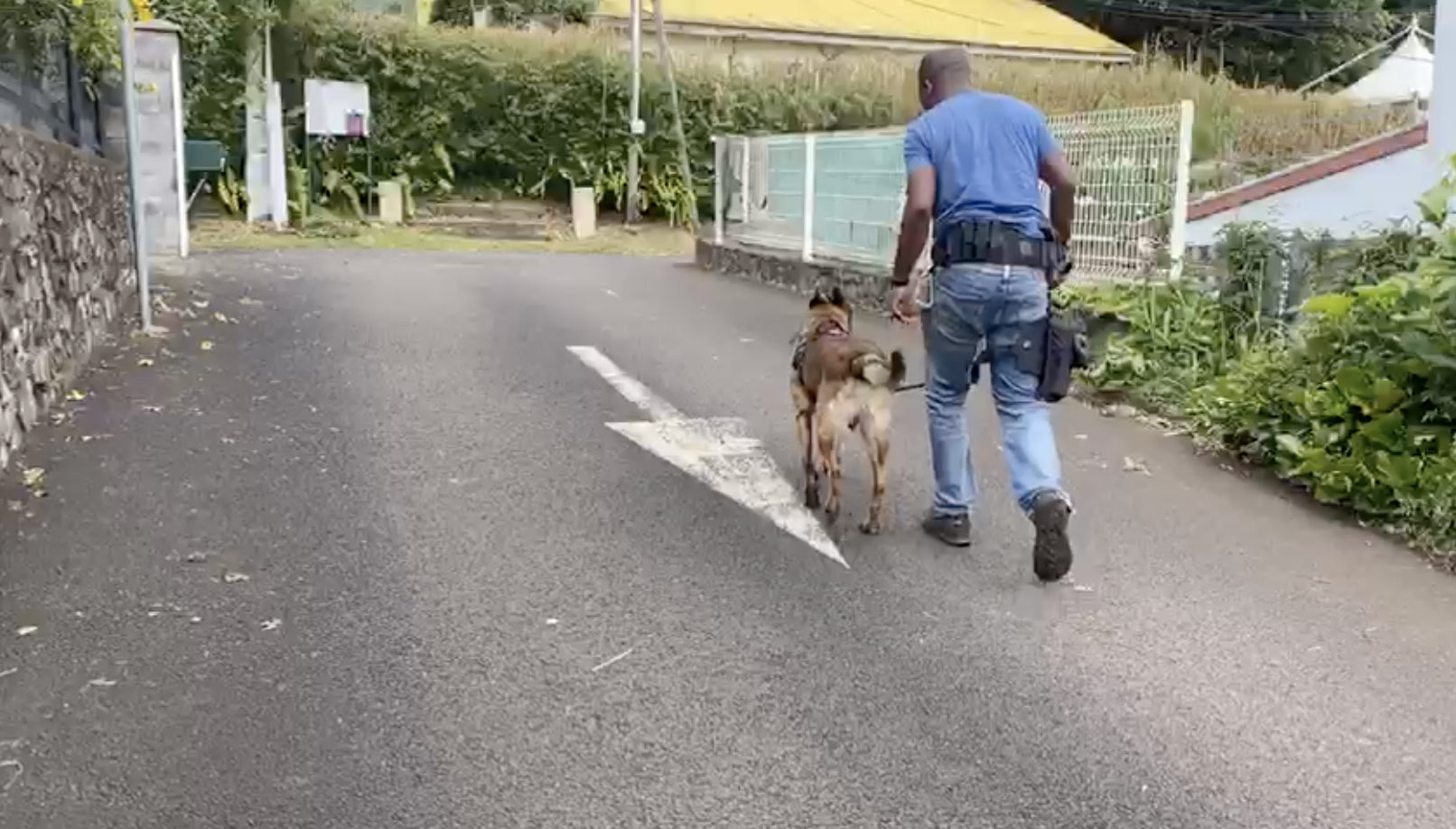 La police saisit des pieds de zamal chez un particulier au Brûlé à St-Denis