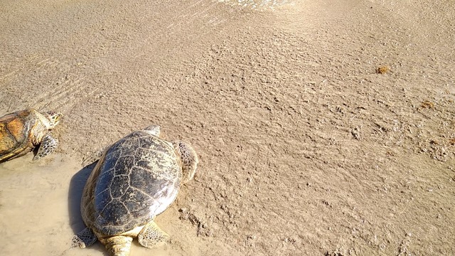 Confinement: Les tortues de Kélonia toujours choyées