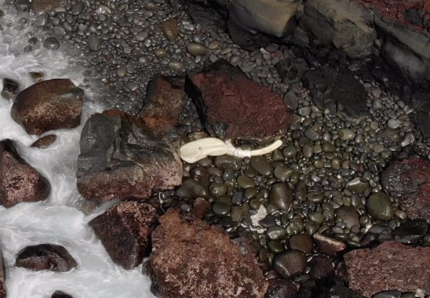 [PHOTOS]Ste-Rose: Une partie de la carcasse du cachalot retrouvée à Ste-Suzanne