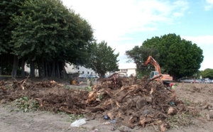St-Pierre : L'ACSP dénonce le massacre d'arbres majestueux
