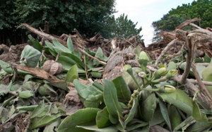 St-Pierre : L'ACSP dénonce le massacre d'arbres majestueux