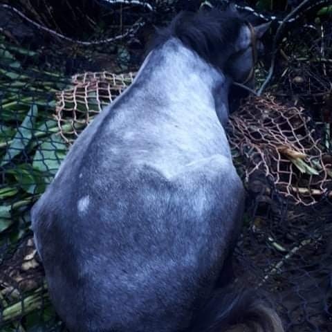 St-Leu: Un poulain tombé dans une ravine est secouru par hélicoptère