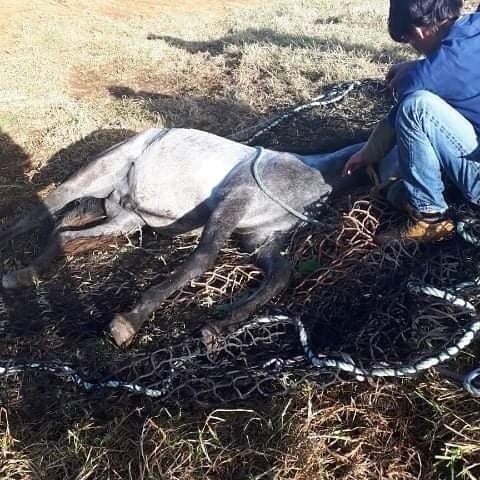 St-Leu: Un poulain tombé dans une ravine est secouru par hélicoptère