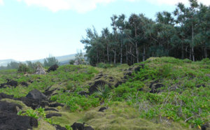L'ONF crée 3 nouvelles réserves biologiques à la Réunion 