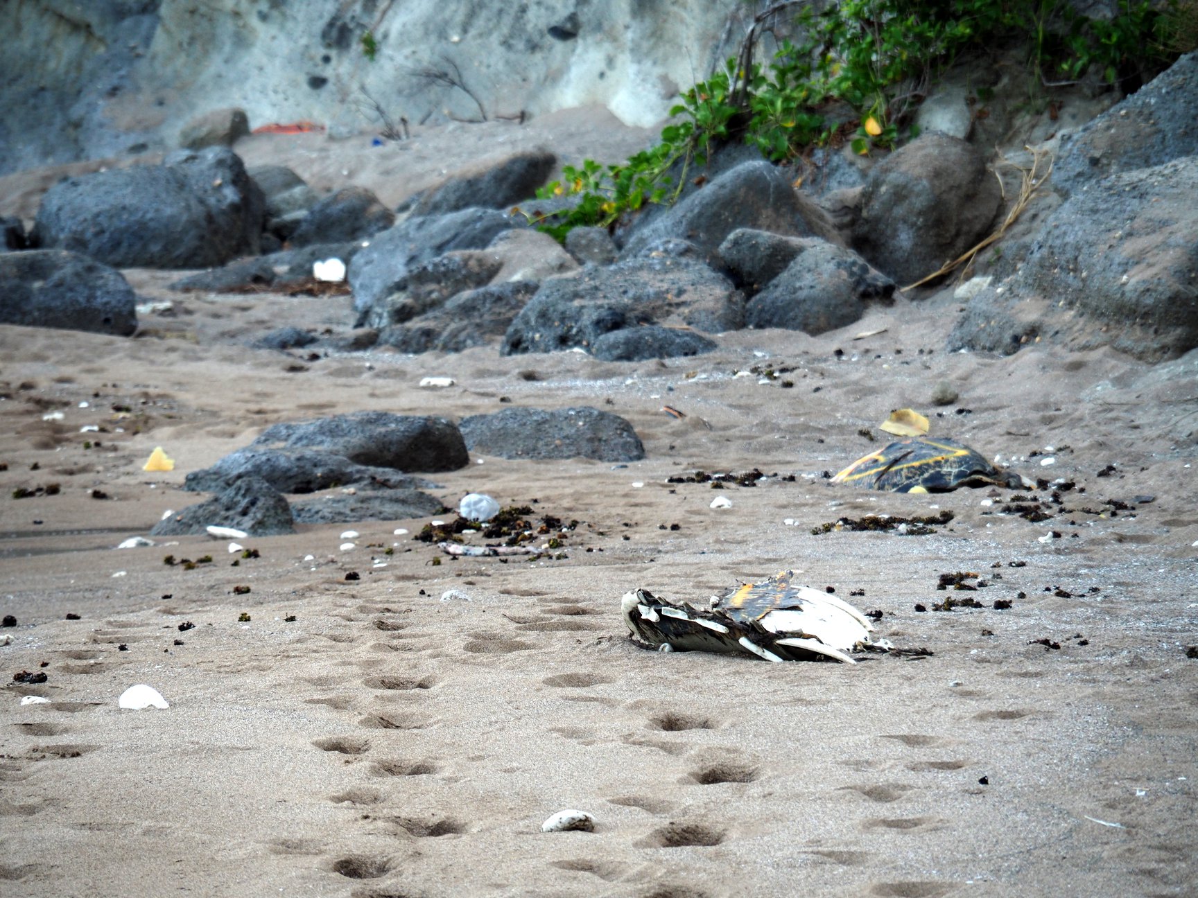 Mayotte: Des dizaines de tortues marines massacrées pendant le confinement
