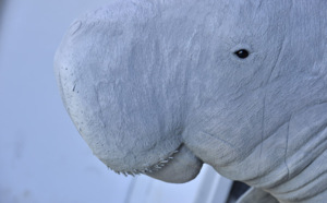 Le Muséum d'Histoire Naturelle s'enrichit d'un dugong