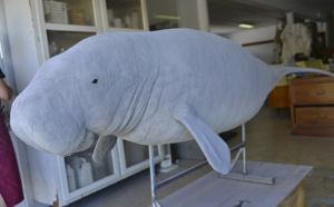 Le Muséum d'Histoire Naturelle s'enrichit d'un dugong
