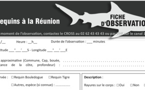 Quelle crédibilité donner aux observations de requins ? Le CROSS veille