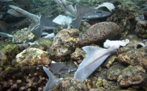 Des restes de requins retrouvés dans le lagon de l’Etang-Salé