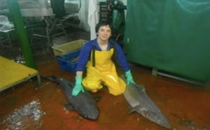 Requins : Le chercheur américain raconte sa pêche