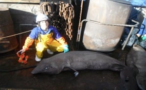 Requins : Le chercheur américain raconte sa pêche
