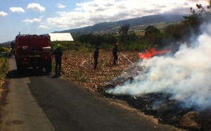 Les pompiers interviennent sur un feu de cannes à St-Louis, l'oeuvre d'un incendiaire ?