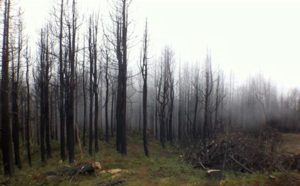 Surveillance incendies : 20 Eco-gardes pour préserver le Parc National