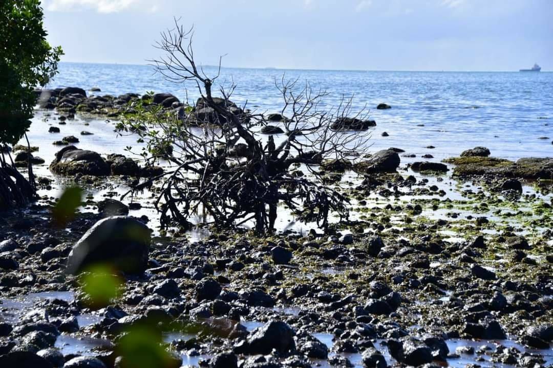 Île Maurice: La marée noire atteint la côte